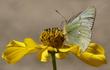 Bidens laevis Joaquin Sunflower, with Colias eurytheme, Alfalfa Butterfly