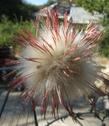 A closeup of a flower of Cirsium occidentale var. venustum Red Thistle,, showing the flowers and the fruits.  - grid24_24