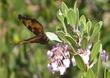 Arctostaphylos densiflora Sentinel manzanita with California Tortoise Shell butterfly, Nymphalis californica