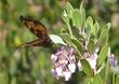 Arctostaphylos densiflora Sentinel manzanita with California Tortoise Shell butterfly, Nymphalis californica - grid24_24