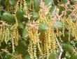 Quercus agrifolia, Coast Live Oak, catkins, flowers