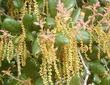 Quercus agrifolia, Coast Live Oak, catkins, flowers - grid24_24