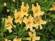 This monkey flower came from a roadside in Agoura, between Thousand Oaks and Los Angeles. You can put  Los Angeles back into the wild. - grid24_24