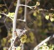 Rhus trilobata .Squaw Bush Sumac flowers and butterflies.