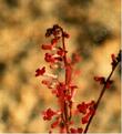Penstemon utahensis. Utah Penstemon