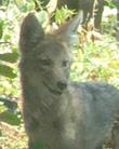 This is an old photo of a young coyote, whose name was given to Monardella villosa, Coyote Mint.  - grid24_3