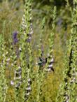 Costa Hummingbird on Antirrhinum multiflorum Multiflowered Snapdragon - grid24_24