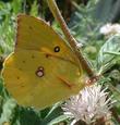 A Dogface butterfly on a Monardella hypoleuca