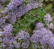 Ceanothus Blue Jeans flowers and foliage.