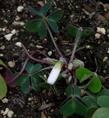 Oxalis oregona Redwood Sorrel