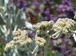 Eriodictyon tomentosum Woolly Yerba Santa.with Checkerspot