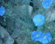 Linum lewisii, Blue Flax, has flowers of the most sky-blue, and each flower only seems to last one day, and so are even more precious. 