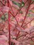 Cornus stolonifera, Red Stem Dogwood fall color with it's red stems makes the California stems turn red in fall.