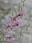Clarkia, Garland Flower, Mountain Garland, Clarkia unguiculata