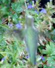 The hummingbird is out of focus, in this photo, but you can see in the background the object of his/her desire, Lobelia dunnii var. serrata, Dunn's Lobelia, and the secondary background is Ribes speciosum.  - grid24_24