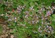 Salvia munz, Munz sage
