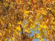 This photo shows the fall color of Platanus racemosa, California sycamore, at the old Las Pilitas bridge, Santa Margarita, California.  - grid24_24