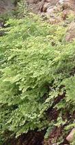 Adiantum jordanii, California Maiden-Hair Fern, loves the habitat in this moist greenhouse rock wall. 
