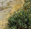 Acton Encelia, Mountain Bush Sunflower, Encelia actoni in flower. Bushes can be three feet high in southern California gardens.