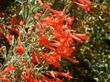 Zauschneria californica Bert's Bluff was native on a coastal bluff but does very well inland and is hardy to about 0F, -15C. A great native plant fro your garden. In a school garden it starts flowers about when school starts.