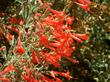 Zauschneria californica Bert's Bluff was native on a coastal bluff but does very well inland and is hardy to about 0F, -15C. A great native plant fro your garden. In a school garden it starts flowers about when school starts. - grid24_24