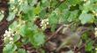 Anna Hummingbird working the flowers of White Chaparral currant