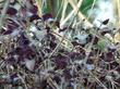 Yerba Buena, Satureja douglasii leaves commonly turn purple in fall