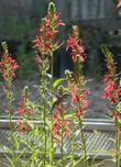 In this photo you can see several plants of Lobelia cardinalis, Cardinal Flower, situated in a group, and being visited by a hummingbird.