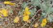 Senna covesii, Coues' cassia - grid24_24