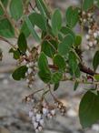 Arctostaphylos rainbowensis