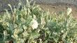 Astragalus nuttallii, Nuttall's Milkvetch as groundcover - grid24_24