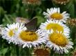 Erigeron glaucus,  Cape Sebastian with butterfly
