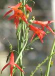 Penstemon labrosus, Scarlet Penstemon has very showy red-orange flowers.