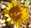 Grindella hirsutula,  Hairy gum plant from above - grid24_24