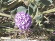 Abronia pogonantha Desert Sand Verbena
