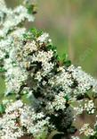 Ceanothus verrucosus flower