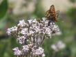 Eriodictyon crassifolium ,Thick Leaved Yerba Santa with Checkerspot butterfly. 