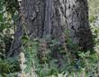 Salvia spathacea, Topanga Hummingbird sage. Areas of Western Los Angeles used to look like this. - grid24_24