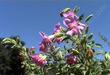 This Mimulus lewisii, Monkey Flower, is a particularly beautiful, low-growing, herbaceous perennial Mimulus species.  - grid24_24