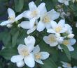 Here is a closeup photo of the fragrant flowers of Philadelphus lewisii, Wild Mock Orange. - grid24_24