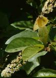 Western Chokecherry, Prunus virginiana demissa with Dogface Butterfly