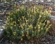 Ericameria cuneata Wedgeleaf Goldenbush - grid24_24