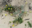 Suncup or Beach Evening Primrose growing about 10 feet above the water line in beach sand.