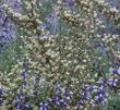 Purshia glandulosa, Desert bitterbrush mixed with Salvia brandegii
