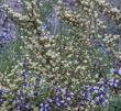 Purshia glandulosa, Desert bitterbrush mixed with Salvia brandegii - grid24_24