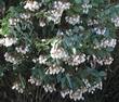 An old picture of Big Berry Manzanita