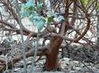 The trunk of Frazier Park Big Berry Manzanita - grid24_24