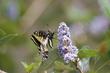 Ceanothus arboreus Owlswood Blue flower with Swallowtail Butterfly