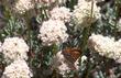Eriogonum fasciculatum var. polifolium, Eastern Mojave buckwheat  with Mormon Metalmark Butterfly