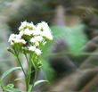 Baccharis glutinosa Water Wally.